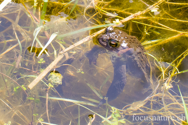 Crapaud 5118.jpg - Crapaud commun (Ermitage, Genève, Suisse, mai 2012)